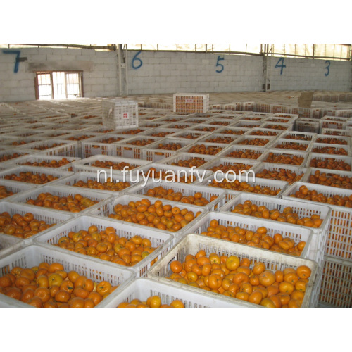 Standaardkwaliteit van verse baby-mandarijnen exporteren